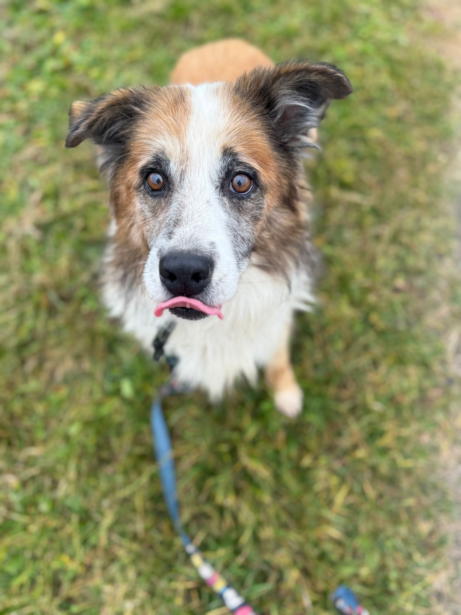 aktualność: Miastek poleca się do adopcji